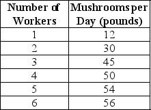 <strong>Table 8-1   Table 8-1 shows the technology of production at the Matsuko's Mushroom Farm for the month of May 2011. Refer to Table 8-1.What is the marginal product of the 4th worker?</strong> A)137 pounds B)50 pounds C)12.5 pounds D)5 pounds <div style=padding-top: 35px> 