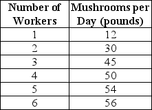 Table 11-1     Table 11-1 shows the technology of production at the Matsuko's Mushroom Farm for the month of May 2011. -Refer to Table 11-1.What is the marginal product of the 4th worker? A)  137 pounds B)  50 pounds C)  12.5 pounds D)  5 pounds