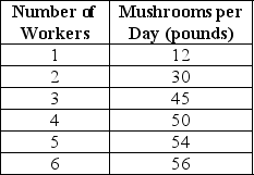 Table 11-1    Table 11-1 shows the technology of production at the Matsuko's Mushroom Farm for the month of May. -Refer to Table 11-1.What is the average product of labor when the farm hires 5 workers? A)  4 pounds B)  10.8 bushels C)  38.2 pounds D)  54 pounds