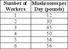 Table 11-1     Table 11-1 shows the technology of production at the Matsuko's Mushroom Farm for the month of May. -Refer to Table 11-1.What is the average product of labor when the farm hires 5 workers? A) 4 pounds B) 10.8 pounds C) 38.2 pounds D) 54 pounds
