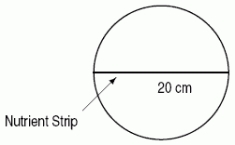  A thin strip of nutrients 20 cm long is placed in a circular petri dish of radius 10 cm, as shown.The population density of bacteria in the disk after 3 hours is given by  \frac{75}{D+4}  bacteria/cm<sup>2 </sup>where D is the distance (in cm) to the nutrient strip.Which of the following integrals gives the number of bacteria in the petri dish 3 hours after the nutrient strip has been introduced?   A)   150 \pi \int_{0}^{20} \frac{100-D^{2}}{D+4} d D  B)   75 \pi \int_{0}^{3} \frac{\sqrt{100-D^{2}}}{D+4} d D  C)   300 \int_{0}^{10} \frac{\sqrt{100-D^{2}}}{D+4} d D  D)   75 \int_{0}^{20} \frac{\sqrt{100-D^{2}}}{D+4} d D