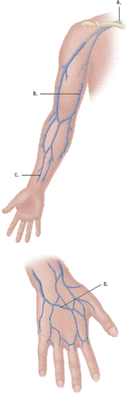 The nurse is caring for an older adult client who has been admitted for dehydration and needs IV fluids.Which location does the nurse choose to place a peripheral IV on this client?  <div style=padding-top: 35px> 