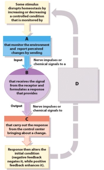 If the diagram represented a feedback loop for thermoregulation which part would represent the brain?   A) A B) B C) C D) D