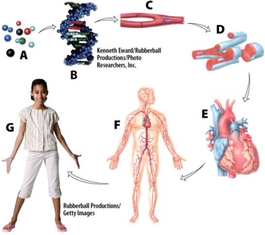 Which hierarchical level is represented by label A?   A) Cell B) Molecule C) Atom D) Tissue