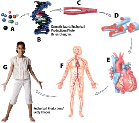Which of the following would be placed at the same hierarchical level as the heart (labeled E) ?   A) Carbon atom B) Stomach C) Muscle cell D) Digestive system
