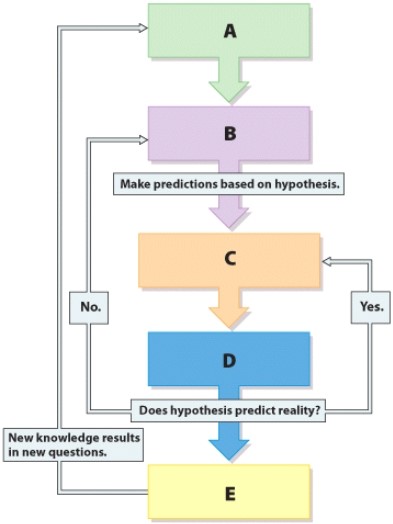 Which step in the scientific method is represented by label A?   A) Conclusion B) Collect data C) Hypothesis D) Observation