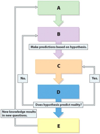 Which step in the scientific method is represented by label D?   A) Collect and analyze results B) Conclusion C) Design and conduct an experiment D) None of these are correct