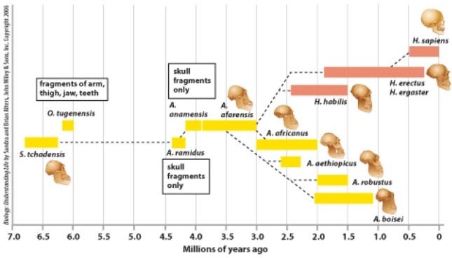 The fossil record shows that the common ancestor of H.erectus and H.habilis is:   A) A. africanus. B) H. sapien. C) A. afarensis. D) A. robustus.