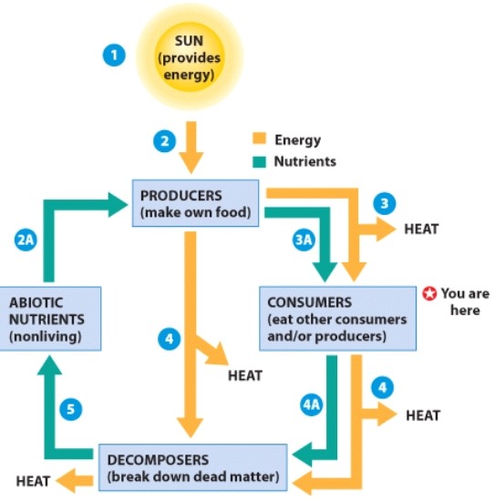 What is occurring at step 2?   A) Sunlight is providing energy to the ecosystem. B) Heat is being recycled by the ecosystem. C) Non living factors are obtaining chemicals. D) Producers are decomposing.