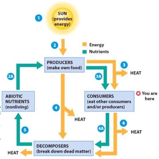 Which level in the process diagram represents chemical cycling only?   A) Consumer B) Producer C) Decomposer D) Abiotic Nutrients