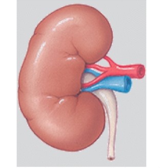 The system in the illustration functions to:   A) receive and process information. B) regulate long term changes. C) cycle nutrients through the body. D) maintain fluid balance and purification.