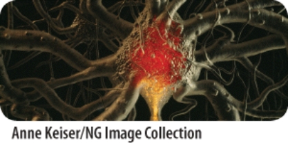 Identify the main function of the system in the photo.   A) Barrier and thermal regulation B) Protection and support C) Information processing D) Regulation of long-term changes