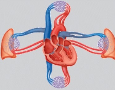 The system in the illustration functions to:   A) provide support and movement. B) perpetuate the species. C) pump nutrients, oxygen, carbon dioxide, and chemical messengers throughout the body. D) cycle gases into and out of the body.