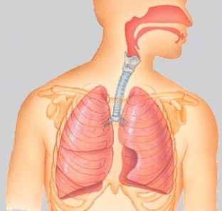 The system in the illustration functions to:   A) provide support and movement. B) perpetuate the species. C) pump nutrients, oxygen, carbon dioxide, and chemical messengers throughout the body. D) cycle gases into and out of the body.