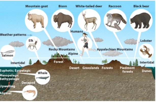 In this picture the animal with the largest biogeographic range is the:   A) white tailed deer. B) mountain goat. C) human. D) elk.