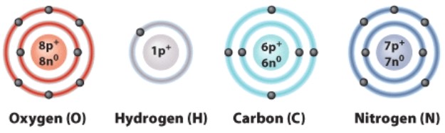 What does the number 6 mean in this diagram?   A) The weight of a carbon atom B) The number of protons in a carbon atom C) The number of electrons in a carbon ion D) How many bonds carbon will form