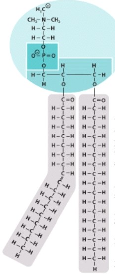 Which type of organic molecule is pictured here?   A) Carbohydrate B) Lipid C) Nucleic acid D) Protein