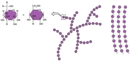Why is this organic molecule important in living organisms?   A) Structural component for most parts of a cell B) Stores genetic information C) Insulation D) Biological energy