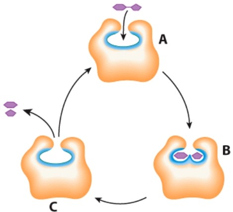 What does the letter A represent in this diagram?   A) Enzyme B) Energy C) Products D) Substrates