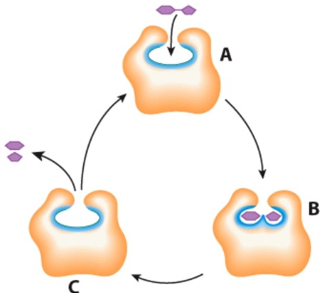 What does the letter C represent in this diagram?   A) Enzyme B) Product C) Substrate D) Acid