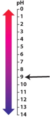 The arrow is pointing to a pH that is:   A) acidic. B) neutral. C) basic. D) a buffer.