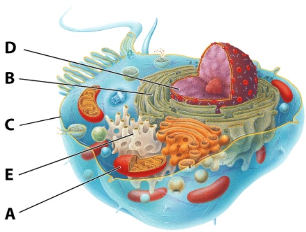 In the diagram of the cell shown here,what is the function of the structure labeled B?   A) digestion B) support C) DNA isolation D) protein production