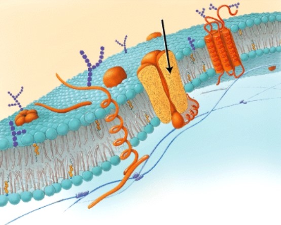 What is the function of the part of the cell membrane that the arrow is pointing to below?   A) It improves the fluidity of the membrane. B) It provides a passage for the transport of ions. C) It defines the cell as belonging to the body. D) It creates a hydrophobic barrier to aqueous solutes.