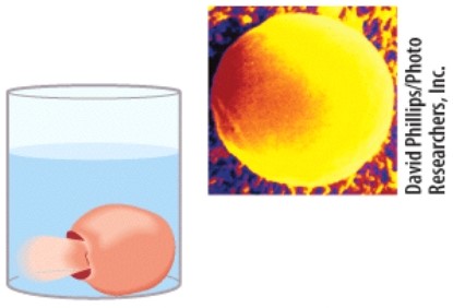 This figure demonstrates the result of placing a cell in a (an) ____________ solution.   A) hypotonic B) hypertonic C) isotonic D) hyperosmotic