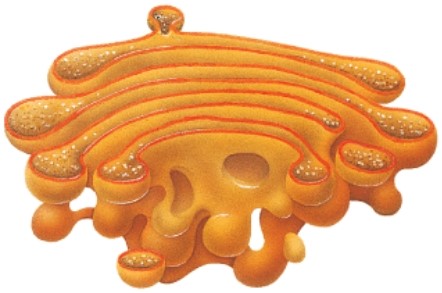 Name the structure in this illustration.   A) flagella B) golgi C) centrioles D) lysosome