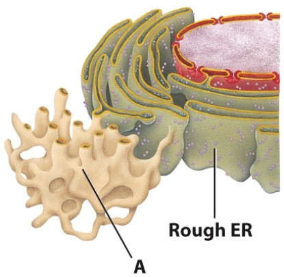 The obvious structural difference between the two structures shown below is:   A) the lack of ribosomes on A. B) the lack of ribosomes on B. C) the lack of lipids on A. D) the lack of lipids on B.
