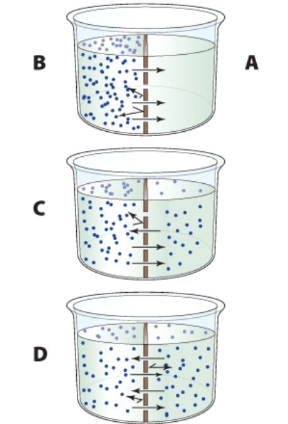 Net diffusion has stopped in which image?   A) A B) B C) C D) D