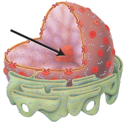 What does the structure indicated by the arrow represent?   A) Nuclear envelope B) Nuclear pore C) Chromatin D) Nucleolus