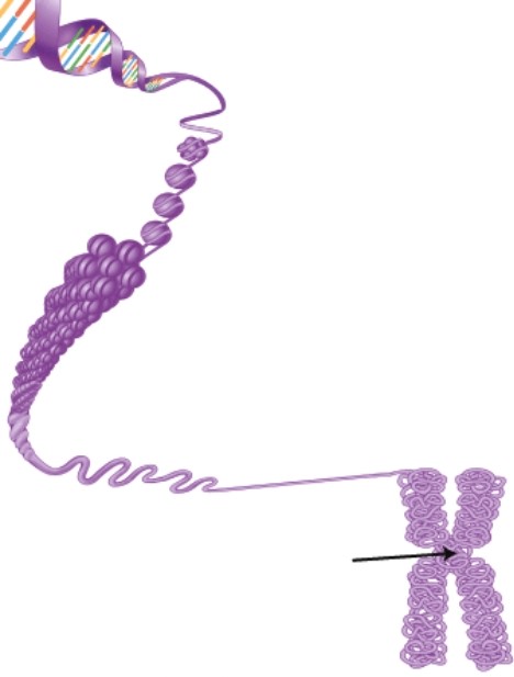 The arrow is pointing to the region where the two chromosome arms are held together.This is referred to as the ______.   A) spindle apparatus. B) cleavage furrow. C) chromatin. D) centromere.