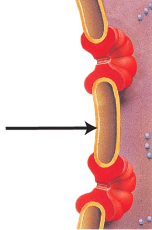 In the diagram below,what structure is indicated by the arrow?   A) Chromatin B) Nuclear pore C) Nuclear envelope D) Nucleolus