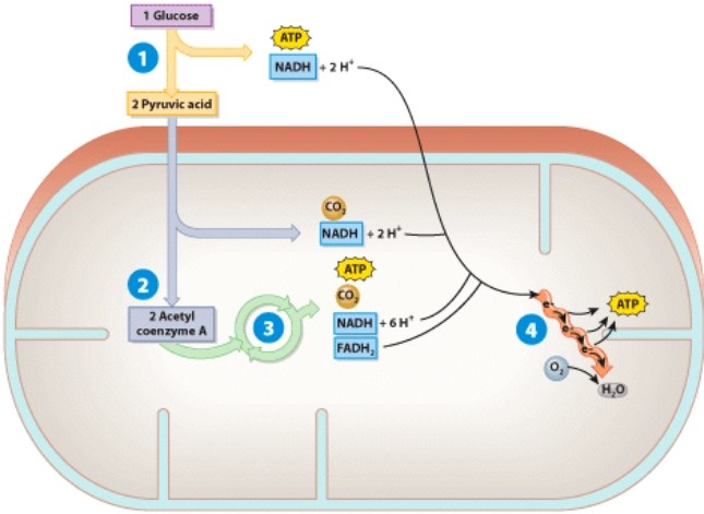 In the diagram below,which process releases the most ATP?   A) 1 B) 2 C) 3 D) 4