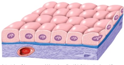 What would this type of epithelium be called?   A) Simple cuboidal B) Simple columnar C) Simple squamous D) Stratified squamous