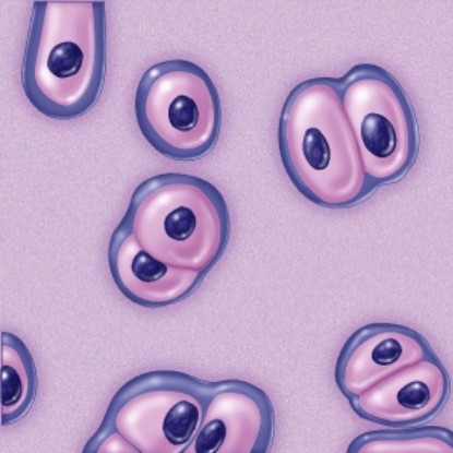 What type of connective tissue is this?   A) Elastic cartilage B) Areolar connective tissue C) Hyaline cartilage D) Adipose tissue