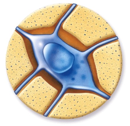 What is the name of the tissue where you would find this?   A) Bone B) Hyaline cartilage C) Skeletal muscle D) Nervous