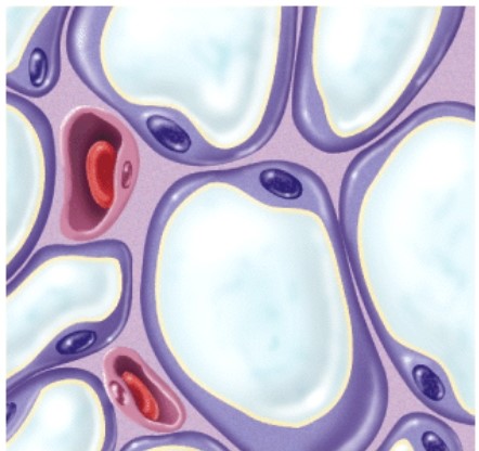 What is the name of this connective tissue?   A) Adipose tissue B) Bone tissue C) Dense regular connective tissue D) Smooth muscle