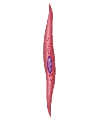 Where would you find this type of muscle fiber?   A) Attached to bone B) In the digestive tract C) As part of the biceps brachii muscle D) In the heart