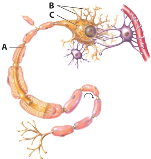 What does part A of the neuron do?   A) Transmits impulses B) Contains the nucleus and other organelles C) Receives impulses D) Supports the neuron