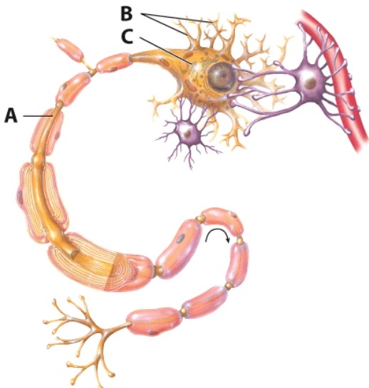 Which of the following is the name of B?   A) Axon B) Dendrites C) Cell body D) Neuroglia