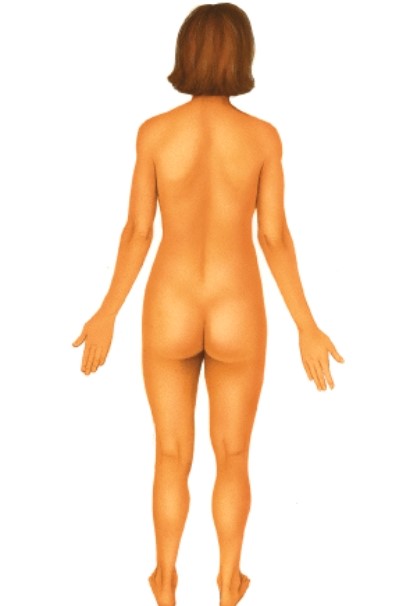 Describe the view of this body.   A) Ventral B) Dorsal C) Lateral D) Medial