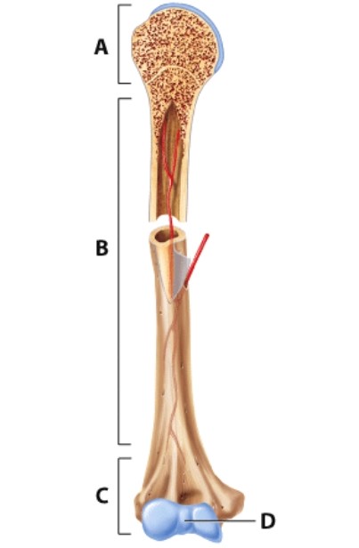 In the illustration,the diaphysis is indicated by the letter:   A) A. B) B. C) C. D) D.