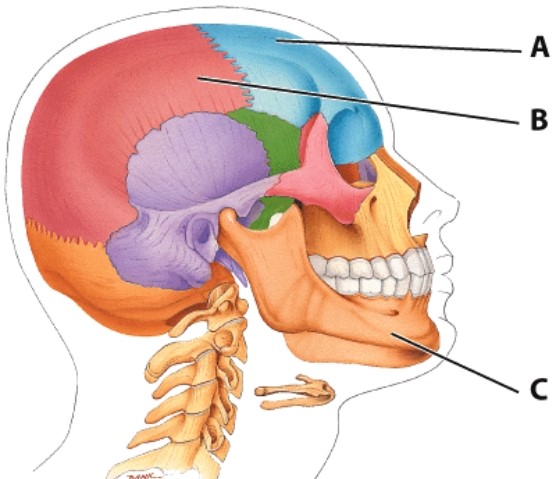 What bone is labeled A?   A) Zygomatic bone B) Frontal bone C) Parietal bone D) Temporal bone