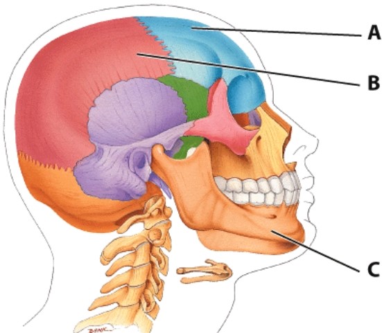 What bone is labeled B?   A) Parietal bone B) Maxilla bone C) Mandible D) Temporal bone