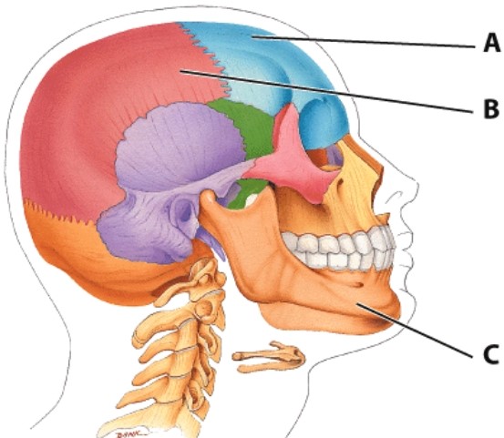 What bone is labeled C?   A) M axilla B) Zygomatic bone C) Mandible D) Occipital bone