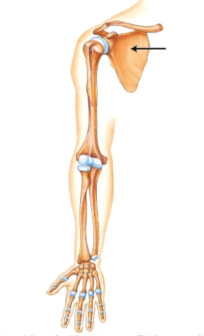 Which bone is indicated by the arrow?   A) Clavicle B) Scapula C) Humerus D) Radius