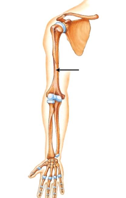 Which bone is indicated by the arrow?   A) Clavicle B) Scapula C) Humerus D) Ulna