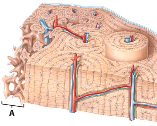 What kind of bone structure is labeled A?   A) Spongy B) Compact C) Osteocyte D) Periosteum